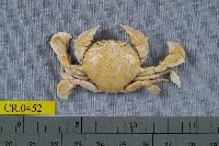 藏品(繁點紋腕蟹)的圖片